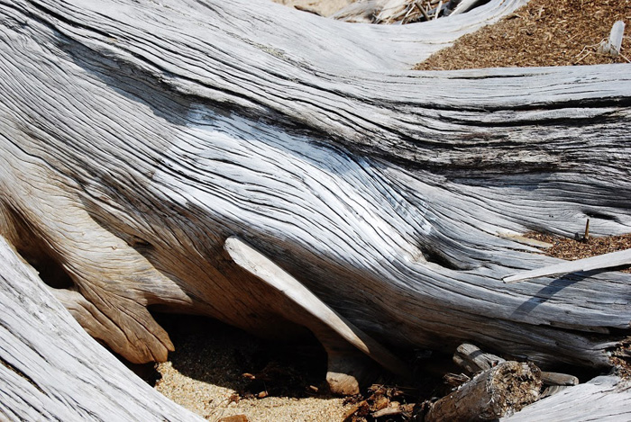 Texture of Pine Root