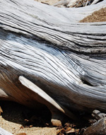 Texture of Pine Root