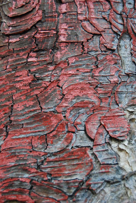 Bark of Birch