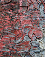Bark of Birch