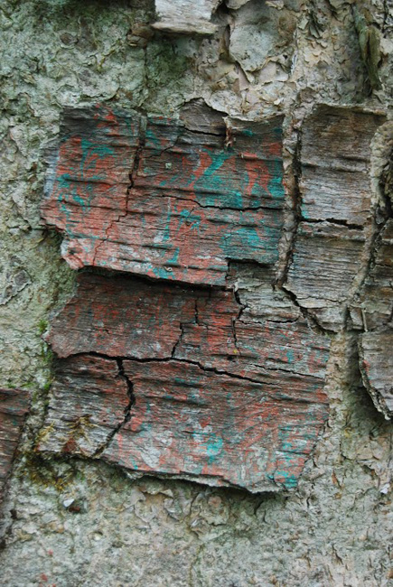 Old Birch Bark