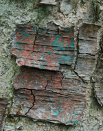 Old Birch Bark