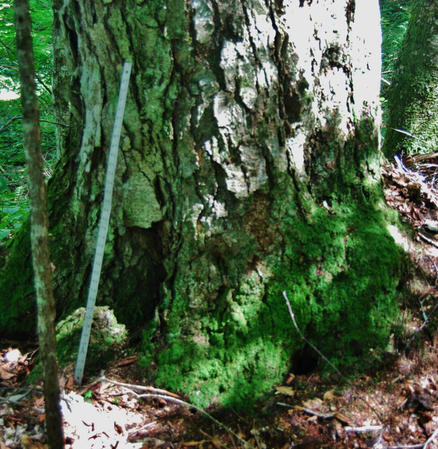 Silver Birch 200 years old