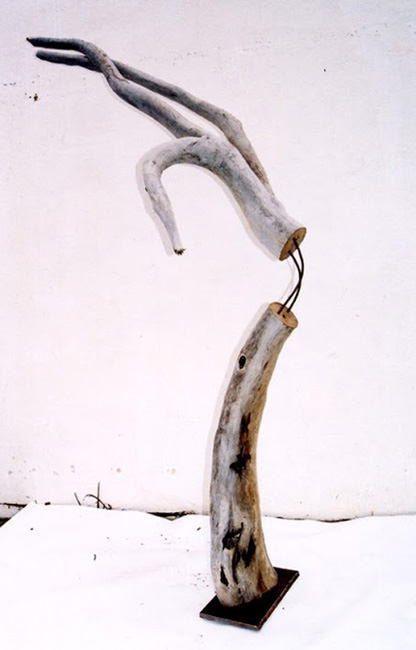 Birch Root