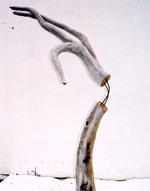 Birch Root