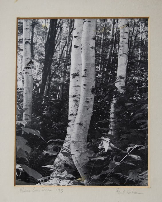 Birches 1971