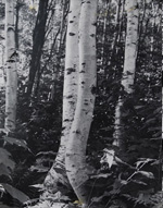 Birches 1973